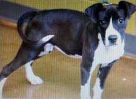 cla kl wreck missing dog