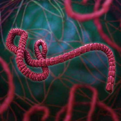 ebola