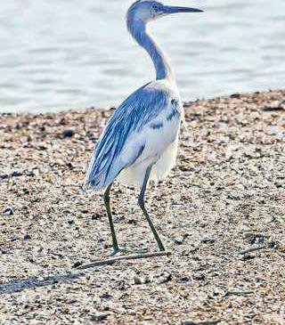 hoi kl blue heron