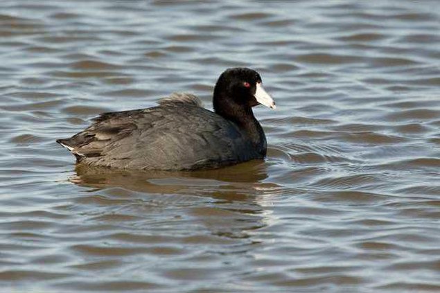 hoi kl marsh musings