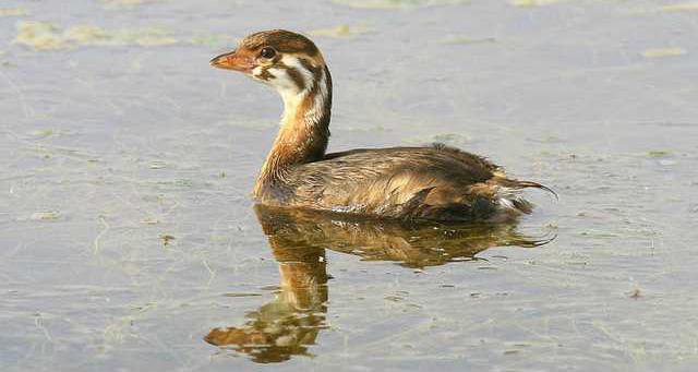 hoi kl marsh musings