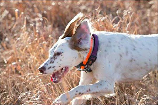 loc lgp wittcolumnpic1web