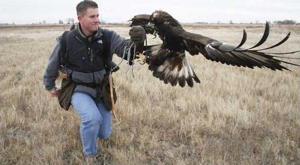 new deh wetlands center eagle pic