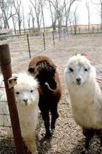 new vlc heartland-farms-alpacas.gif