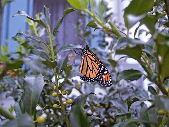 new vlc monarch waystation courtesy photo