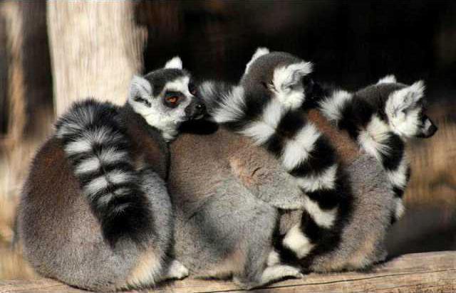 zoo lemurs