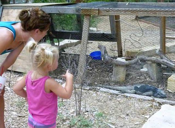 zoo slt kid sees iguana