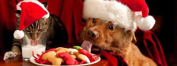 new_slt_brief-bcc-treats.jpg