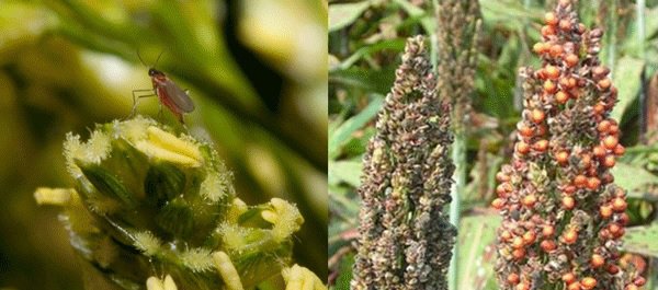 sorghum midge