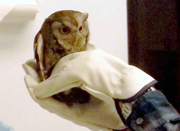 _ owl.jpg