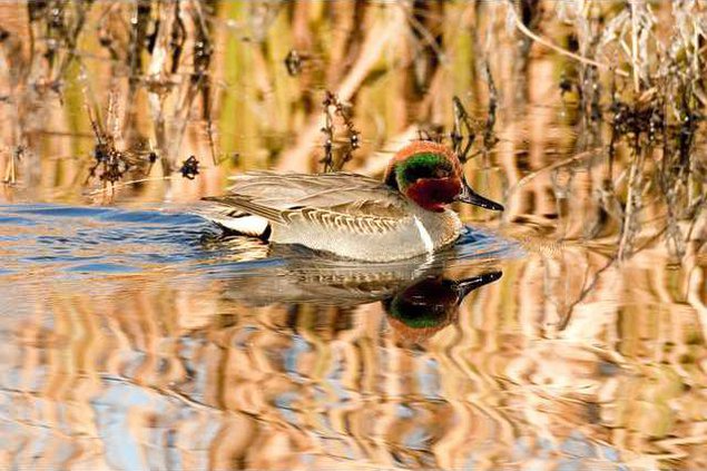 loc lgp marshmusingspic