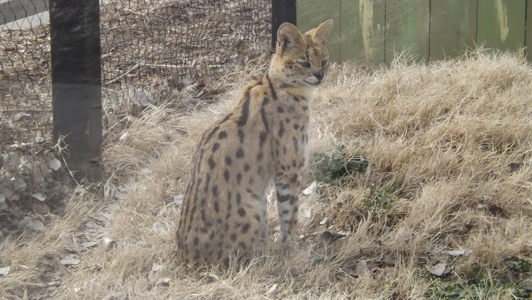 new_slt_serval in yard.jpg