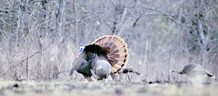 spt_lgp_turkeyhuntpic.jpg