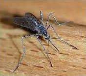 new vlc west nile mosquito