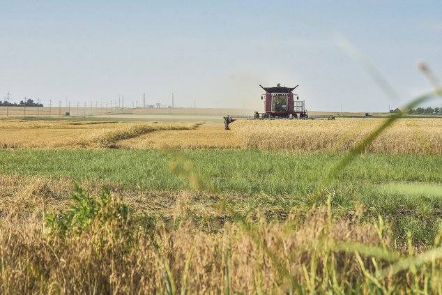 new_hg_harvest_west of ellinwood_1_2019.jpg