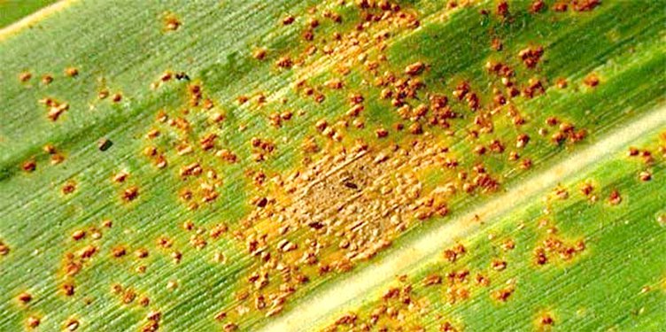 agri_lgp_campbellcolumnpic