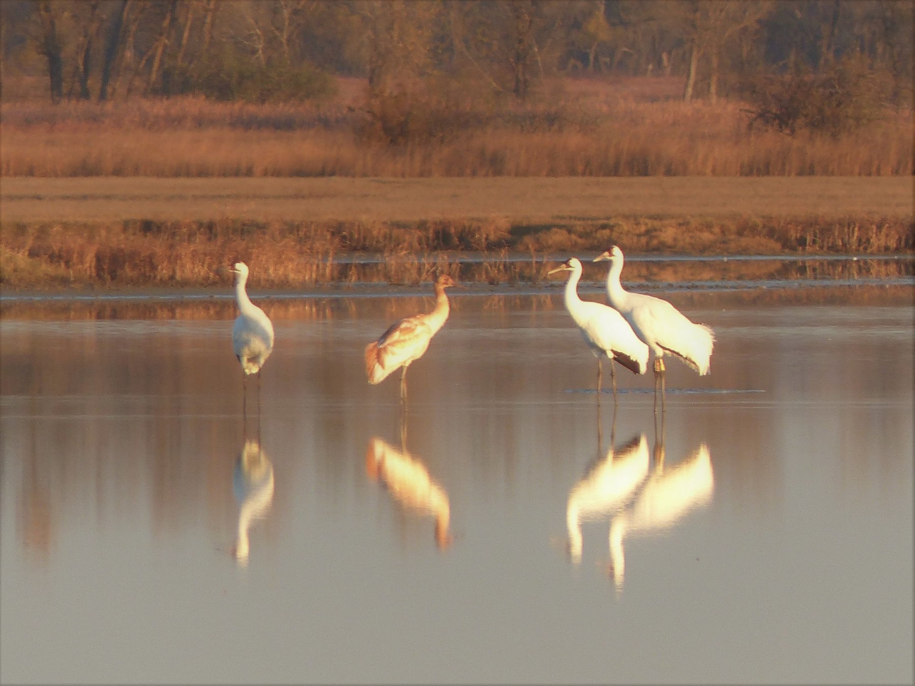 Whooping crane fall migration Great Bend Tribune