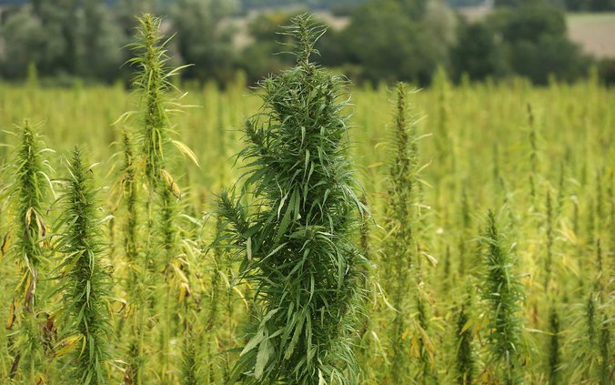 new-vlc_industrial hemp plant.jpg