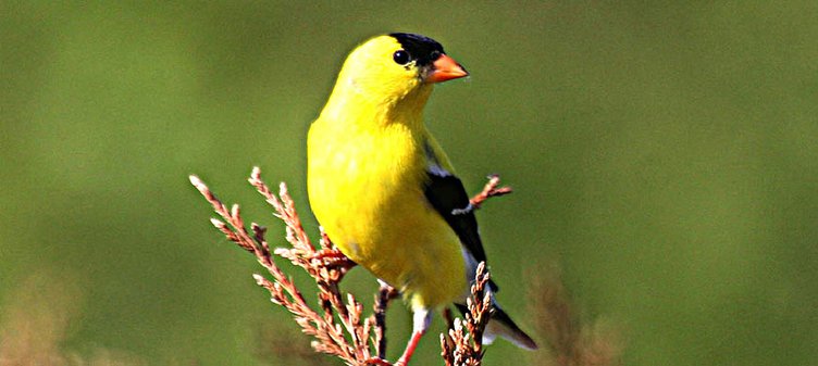 loc_lgp_birdcount