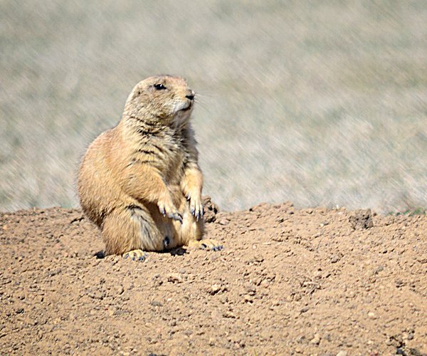 prairie dog main