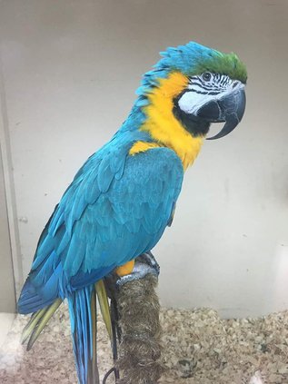 blue and gold macaw