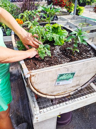new_vlc_ Nursery vegetable garden.jpg