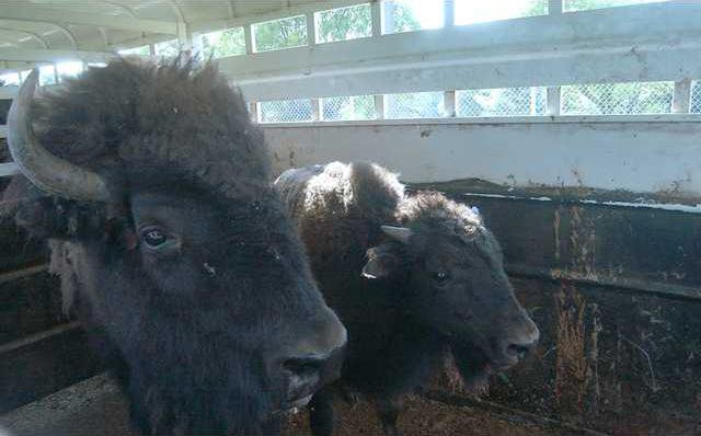 new deh buffalo second pic