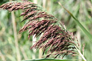 bottoms phragmites
