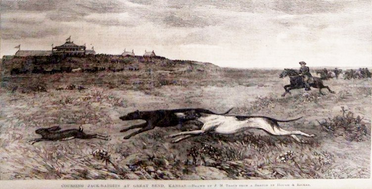 new_vlc_coursing jack rabbits.jpg