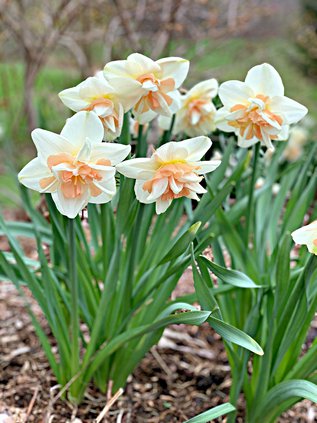 loc_lgp_myerscolumnpic