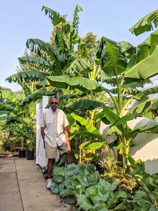new_vlc_Carl Garner with his banana trees.jpg