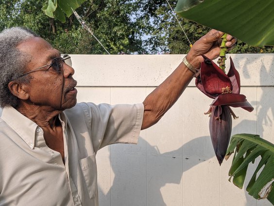 new_vlc_Garner with banana blossom.jpg