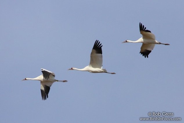 new_lgp_celebrationofcranespic