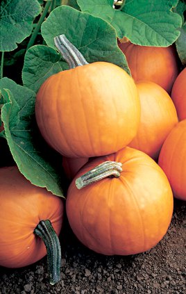 loc_lgp_myerscolumnpic