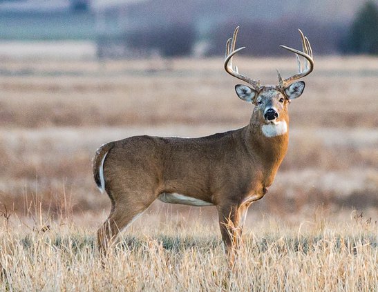 loc_lgp_marshmusingspic