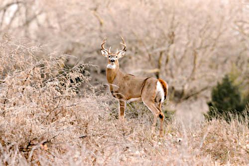 loc_lgp_marshmusingspic