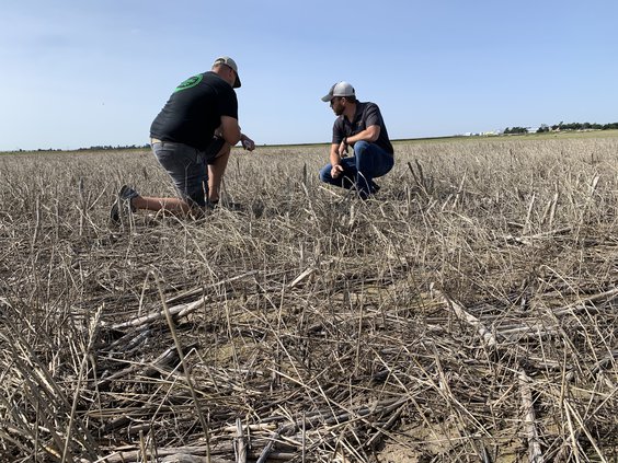 new_lgp_newfieldemergingagpic