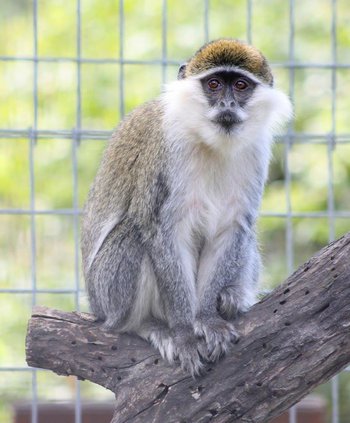 grivet monkey Rhonda 2020
