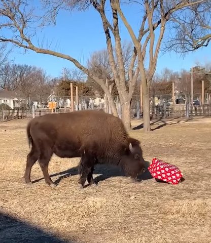 Zoo News: Animals celebrate the holidays - Vimarsana News