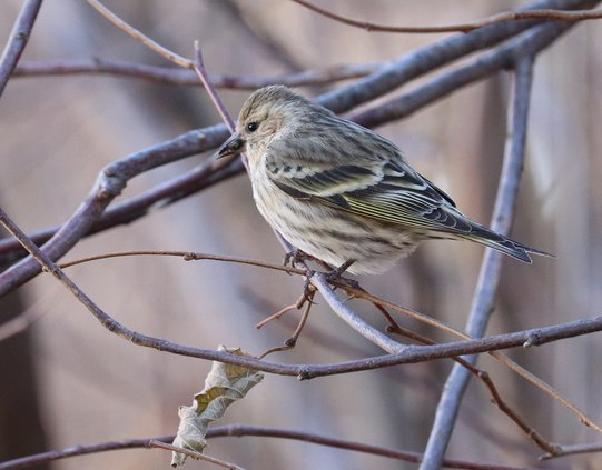 pine siskin