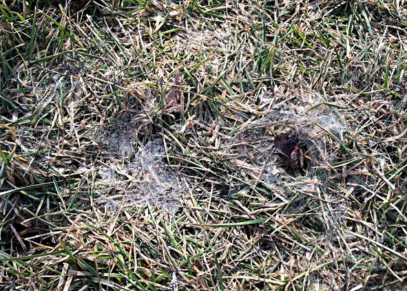 loc_lgp_myerscolumnpic