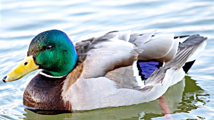 spt_lgp_waterfowlpic