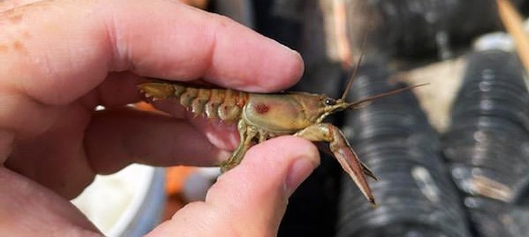 new_lgp_invasivecrawfishpic
