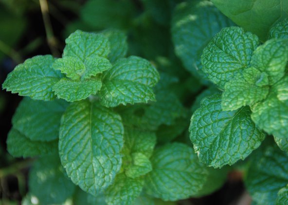 loc_lgp_myerscolumnpic