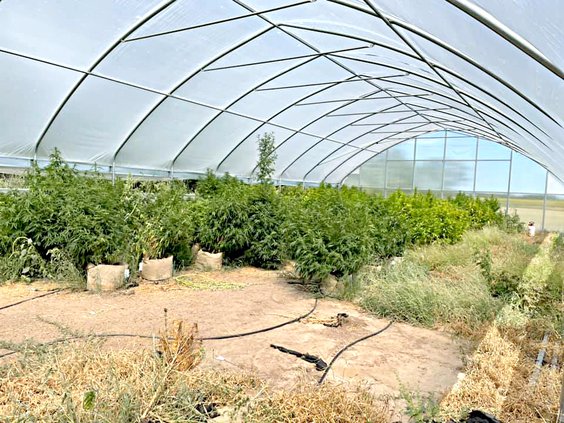 Hemp Greenhouse