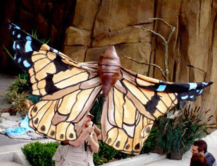 new_lgp_kwecbutterflyfestpic