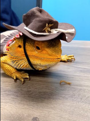 BeardedDragonHalloween2021