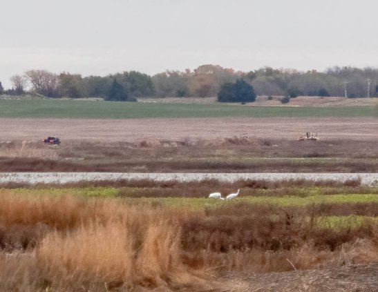 loc_lgp_marshmusingspic