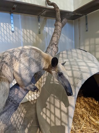 tamandua2021