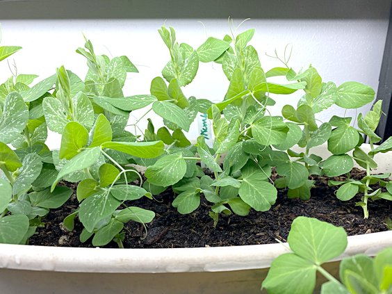 loc_lgp_myerscolumnpic